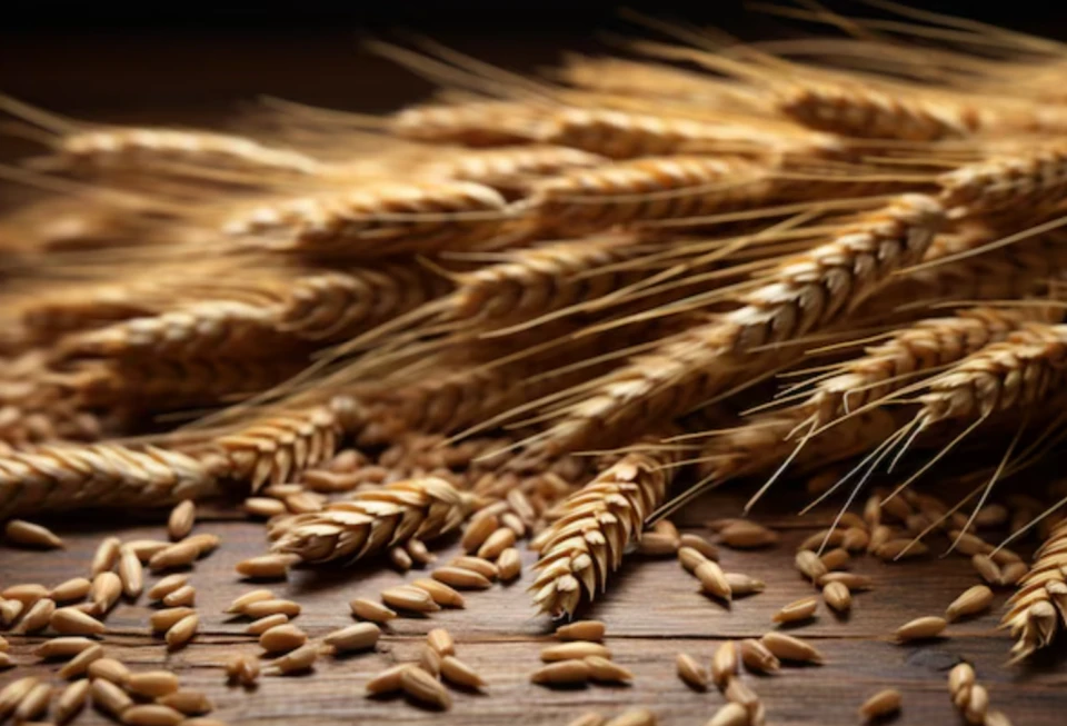 Cereal grains on wooden table close up rye or ear of wheat