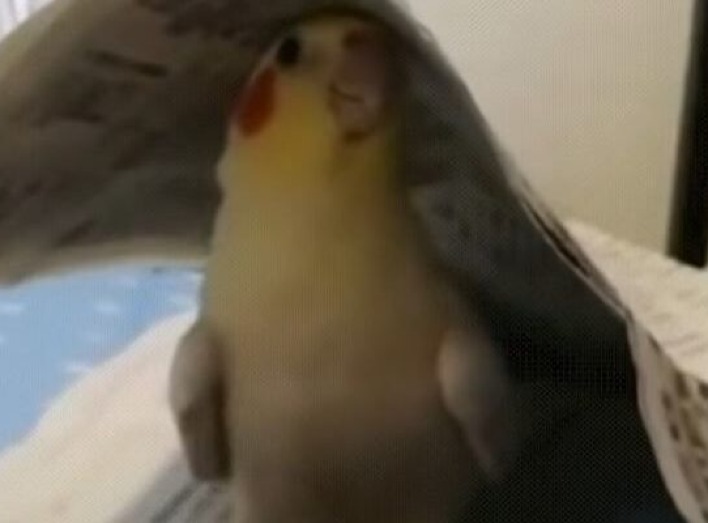 Папуга грає в хованки (Курйозне відео) 