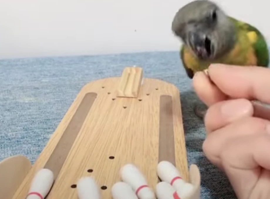 Папуга показав, як правильно грати у боулінг - курйозне відео 