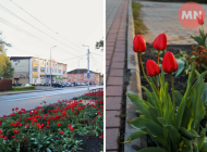 Квітень з характером: Ніжин квітне всупереч погоді