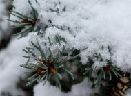 Сніговий покрив до 14 сантиметрів: яким був грудень на Чернігівщині