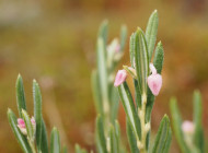 Андромеда ряснолиста: реліктова красуня Чернігівщини, названа на честь міфічної героїні