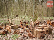 На Ніжинщині «Укрзалізниця» сплатила понад 690 тис. грн за незаконну вирубку лісу