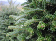 На Чернігівщині триває перевірка законності заготівлі та продажу новорічних ялинок