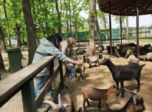 Після обстрілу під Харковом зоозахисники звинуватили «Фельдман Екопарк» у жорстокому поводженні з тваринами
