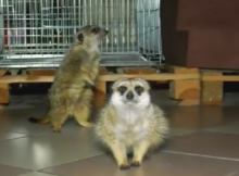 Романтична лав сторі прилуцьких сурикатів Мотрі та Славка - Відео