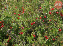 Вишня, якої майже не видно: на Чернігівщині зберігають рідкісний степовий вид