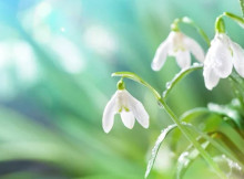 Насіння яких рослин можна висівати ранньою весною