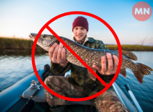 На Чернігівщині з 15 лютого забороняють вилов щуки