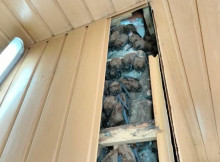 У Харкові понад 900 кажанів зимували в обшивці балкона