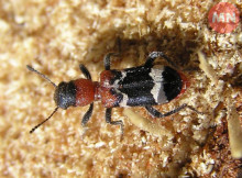 На Чернігівщині живе «короїдний вовк»: рідкісний мурахожук, який рятує ліси від шкідників