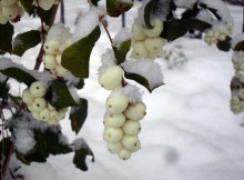 Сніжноягідник білий: на Чернігівщині можна побачити кущ із «зимовими» ягодами
