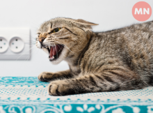 У Чернігівській області фіксують зниження захворюваності на сказ