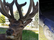 На Рівненщині збили оленя Бориса: поліція розшукала водійку, яка втекла з місця ДТП