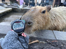 У Японії визначили капібару, яка найдовше купалася у гарячій ванні