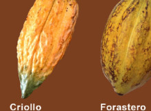 Мистецтво купажу какао: як розрізняти сорти Форастеро, Кріолло та Тринітаріо