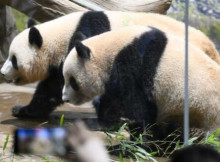 Японія вперше за 50 років залишиться без панд