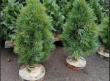 На різдвяних ярмарках Чернігівщини реалізували понад 7 тисяч святкових дерев