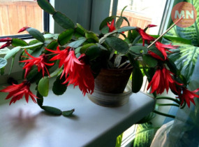 Навіщо заводити різдвяник у домі: символ свята, затишку та емоційної підтримки