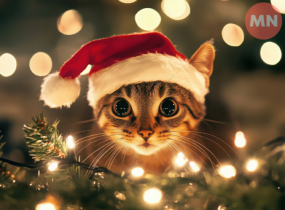 Кіт і новорічна ялинка: як зробити свята безпечними для пухнастого улюбленця