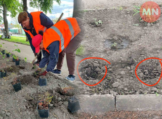 Квітковий сором: у Ніжині з клумби вкрали рослини