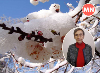 Весна, сніг та цвітіння абрикос у Ніжині: що говорять експерти