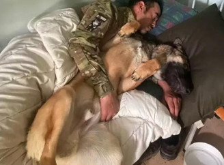 В Іспанію повернули собаку загиблого добровольця, якого шукали два місяці