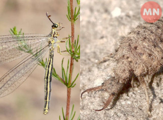 На Чернігівщині можна зустріти рідкісного "лева" — хижака серед комах