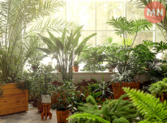 Кімнатні квіти проти грибка та вологи: які обрати для дому