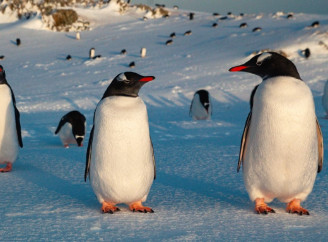 На станції «Вернадського» несподівано з’явилися тисячі пінгвінів