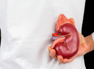 Навіщо нам нирки