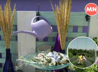 На Чернігівщині на піку цвітіння лавандове поле - Відео