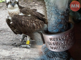 На Чернігівщині впіймали скопу з Фінляндії: червонокнижний птах утік з музею