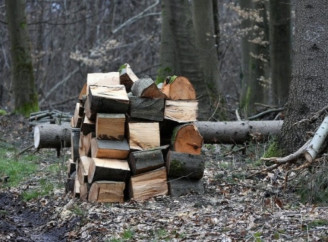 На Ніжинщині незаконно вирубали дерев на понад 500 тисяч гривень