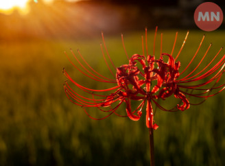 Весняне рівнодення 2025: дата та значення