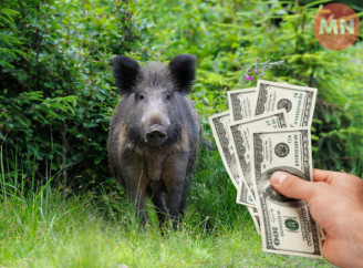 На Чернігівщині платитимуть за виявлення трупів диких кабанів