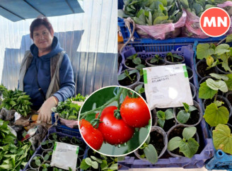 Які ціни на розсаду на продовольчому ринку Ніжина