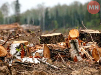 На Ніжинщині невідомі нарубали дерев на мільйон гривень