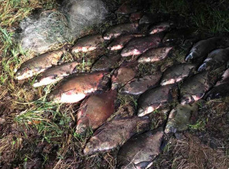 Виловив 27 рибин сіткою: на Чернігівщині затримали чергового браконьєра