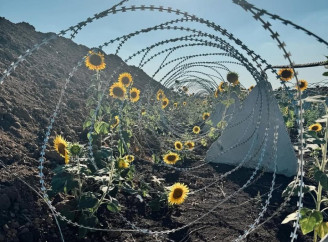 Серед укріплень на Донеччині розквітли соняхи: життя проростає навіть у війні