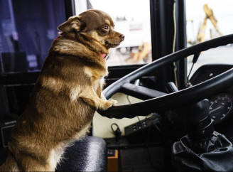 Затверджено нові правила перевезення тварин у міжміських автобусах