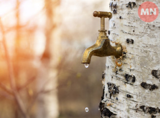 Березовий сік: які правила діють на Чернігівщині