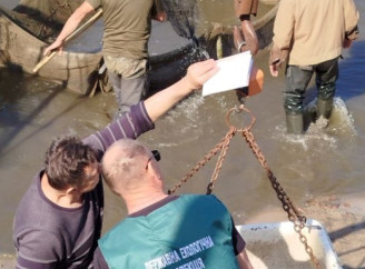 У Ніжинському районі вселили понад 3,7 тисячі особин коропа