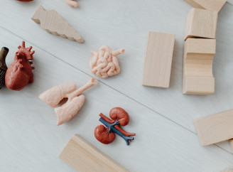 Як мітохондрії впливають на здоров'я та енергію клітин людини