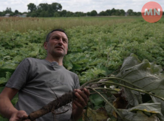 На Ніжинщині вирощують овочевий лопух – перший вітчизняний сорт делікатесної культури