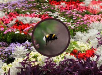 Квітучий Ніжин: яскраві барви літа в міських клумбах і двориках