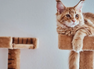 Почему коты точат когти и как правильно подобрать царапку для кота?