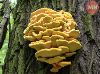 Гриби, що не бояться морозів: на Чернігівщині взимку можна зустріти трутовики