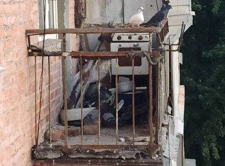 Проблема з голубами через сморід у ніжинській багатоповерхівці: розмова з юристом 