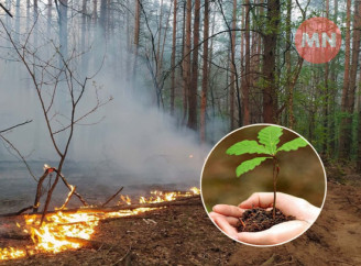 Скільки заміновано та скільки спалено: про ситуацію в лісогоспах Чернігівщини